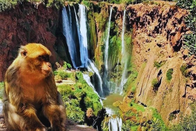 Barbary monkey sitting near a tree